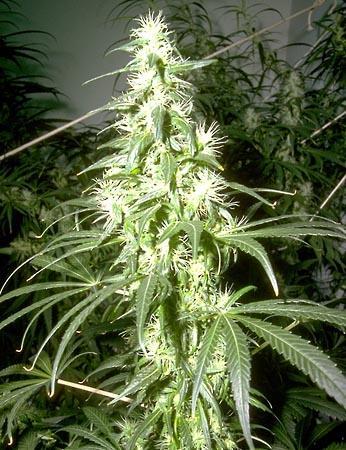 Nice Marijuana Plant Indoors