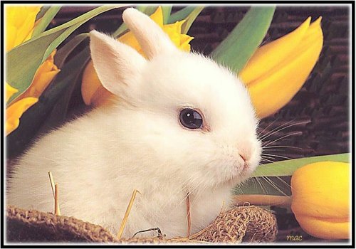 Bunny Pic