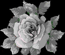 Life Rose