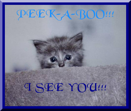 Peek a Boo Kitty