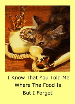 Phone Cat