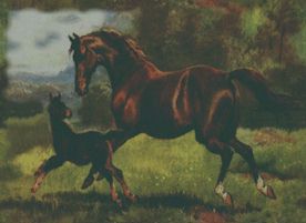 Horse N Baby