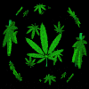 WOW WEED