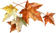Fall Maple Leaves