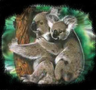 Koaola Bears