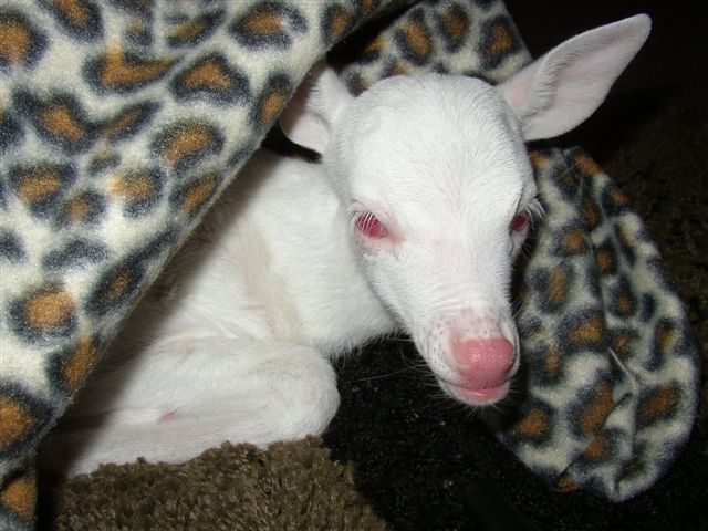 Albino Fawn