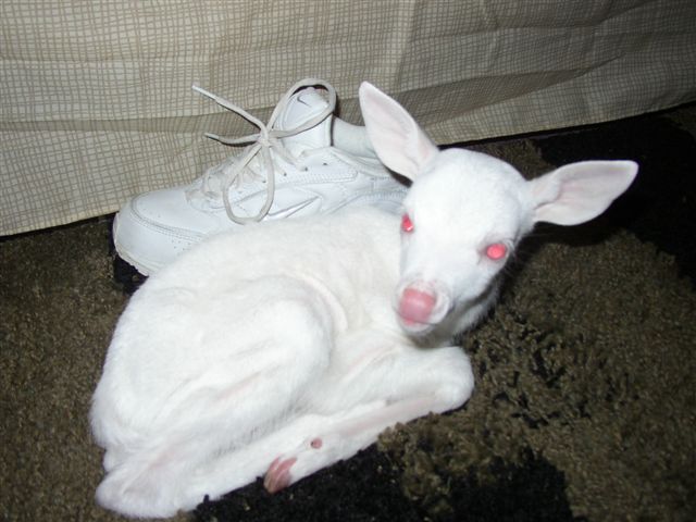 Albino Fawn (2)