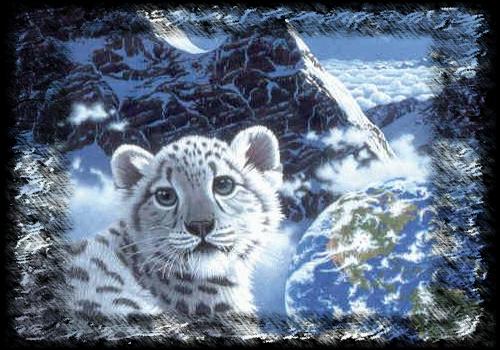 Animals Snow Leopard World