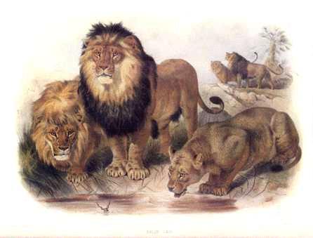 Animalslion Pride