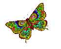 Butterfly (3)