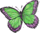 Butterfly (7)