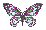 Butterfly (8)
