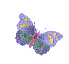 Butterfly (10)
