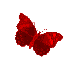 Butterfly (11)