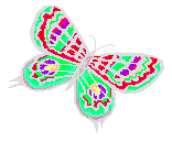 Butterfly (13)