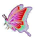 Butterfly (14)