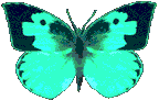 Butterfly (16)