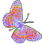 Butterfly (17)