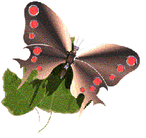 Bejeweledbfly