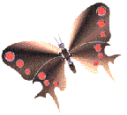 Bejeweledbfly 2