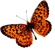 Orgbtrfly