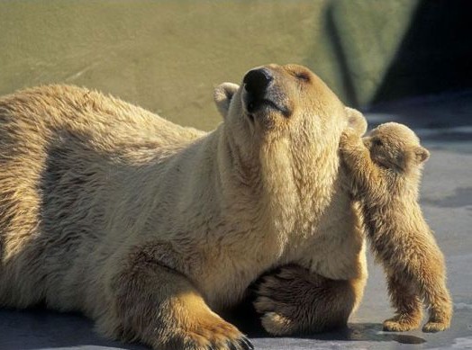 Baby Momma Polar Bears