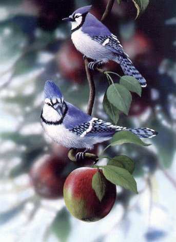 Blue Jay Apple