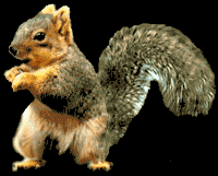 Dancing Squirrel