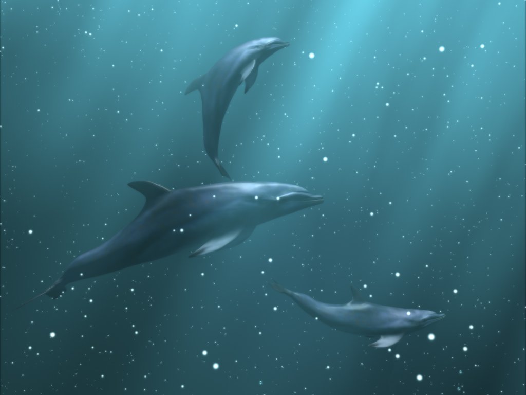 Dolphins Under Sea