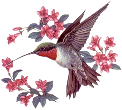 Humming Bird with Blossoms