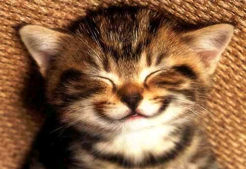 Kitten Smile