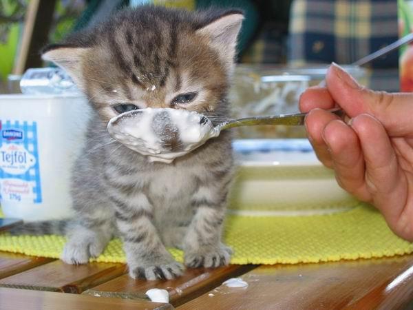 Kitty