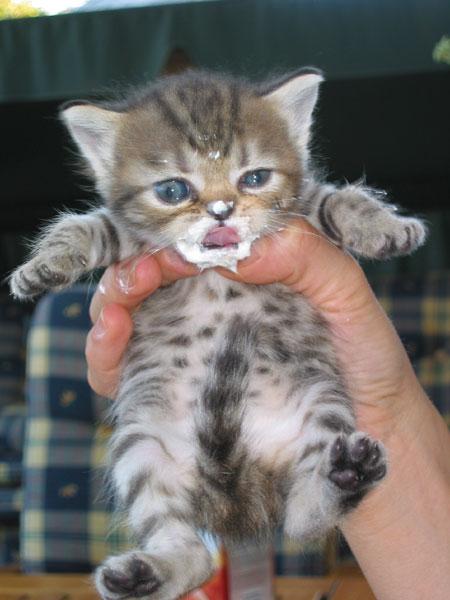 Kitty (2)