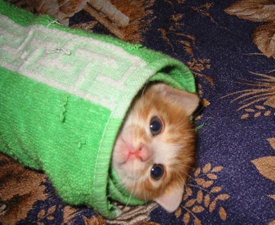 Kitty (3)