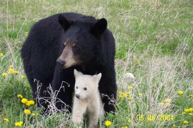Mama Bear with Wht Cub
