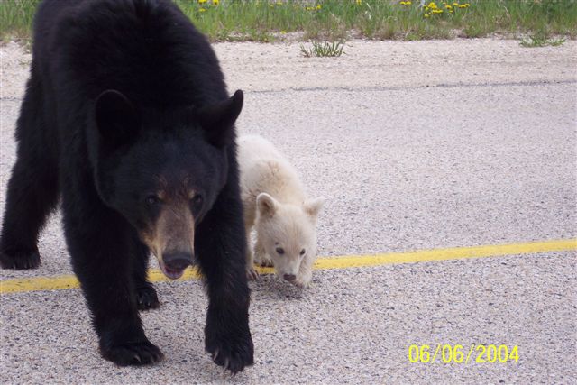 Mama Bear with Wht Cub on Road