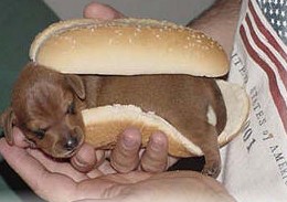 Real Hot Dog
