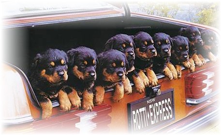 Rotti Express
