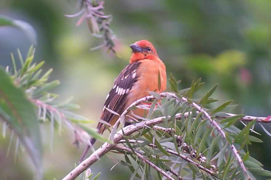 Tanager Bird