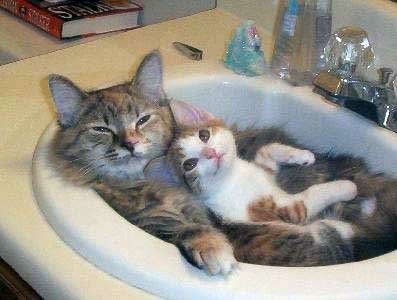 We Is Friends Cats