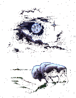 White Buffalo