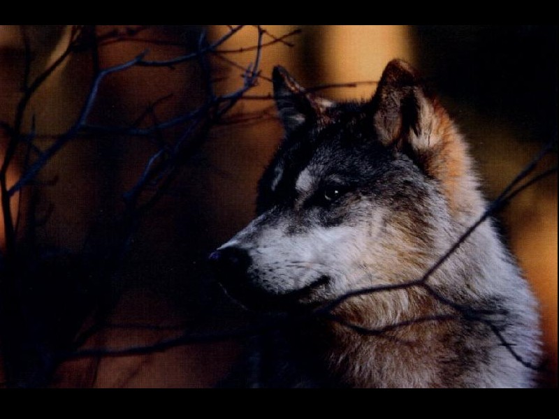 Animals Wolf