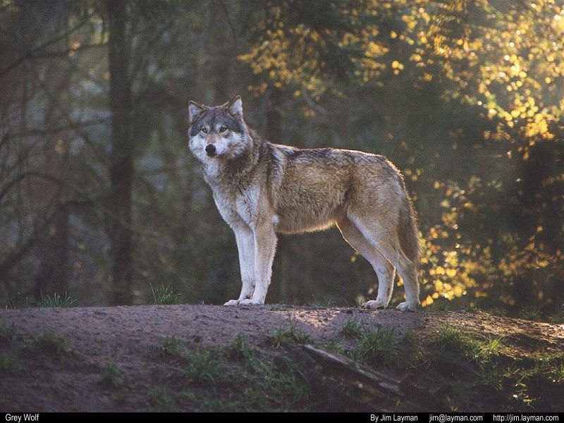 WOLF
