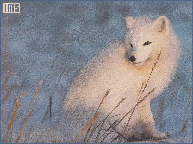Wolf in Snow White Wolf 2