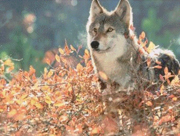 Wolf Looking Up