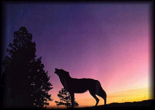 Sunset Wolf