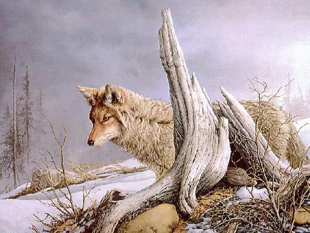Wolf