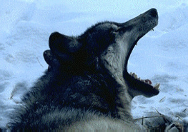 Wolf 02
