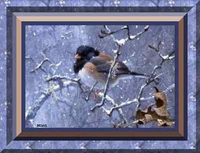 Bird