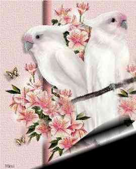 Cockatoos